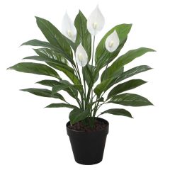 Kunsttaim SPATHE, H60cm, valge tõlvlehik