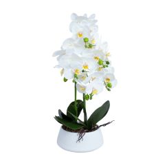 Orhidee GREENLAND H68cm valge pott, valg