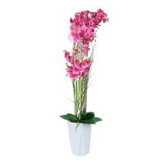 Orhidee GARDEN QUEEN H132cm, roosa