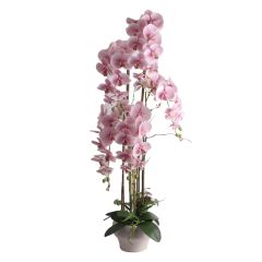Orhidee GARDEN QUEEN H124cm, heleroosa