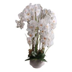 Orhidee GARDEN QUEEN H102cm, valge