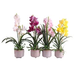 Orhidee GARDEN QUEEN H70cm, kollane