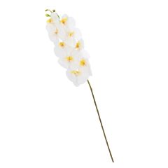 Orhidee IN GARDEN H92cm, valge phalaenop