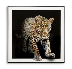 Pilt Jaguar 82x82 cm