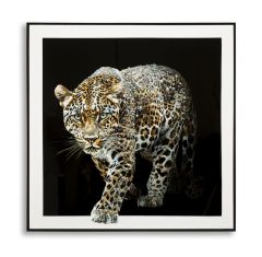 Pilt Jaguar 82x82 cm
