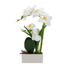 Orhidee GREENLAND H41cm valge pott, valge õis