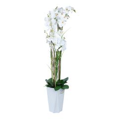 Orhidee GARDEN QUEEN H132cm, valge
