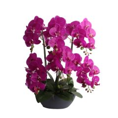 Orhidee GARDEN QUEEN H64cm, tumeroosa