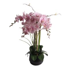 Orhidee GARDEN QUEEN H68cm, heleroosa